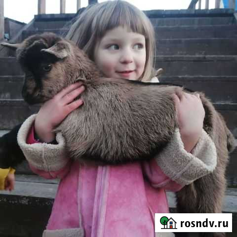 Козлик чешский Хотынец - изображение 1