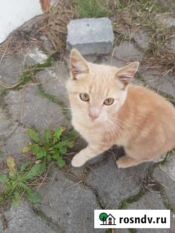 Кошка Гурьевск - изображение 1