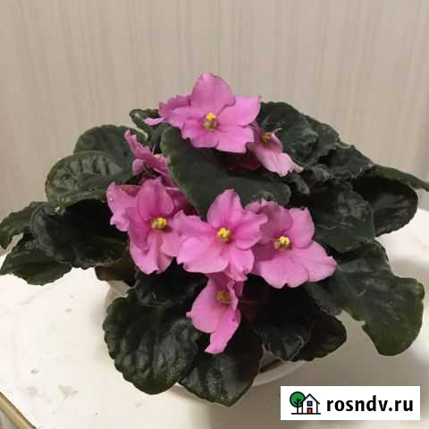 Фиалка Тобольск - изображение 1