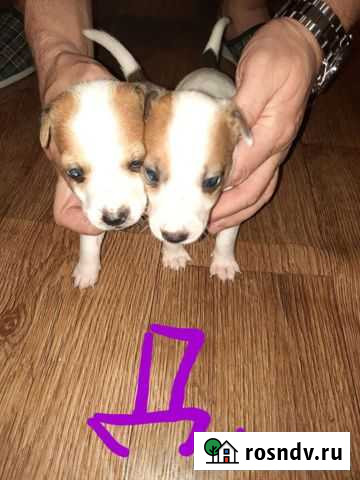 Щенки джек рассел терьер Ртищево - изображение 1