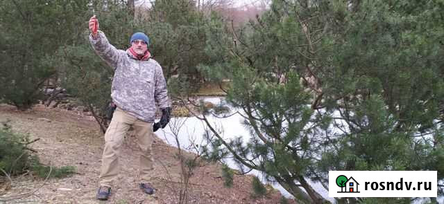 Обрезка и формирование деревьев Куровское - изображение 1