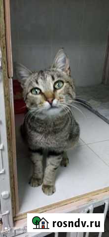 Кошечка, с бенгальскими корнями ищет дом Новоалтайск - изображение 1
