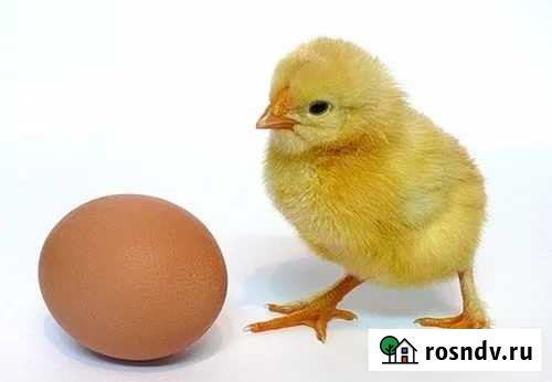 Чистопородное яйцо Липецк - изображение 1