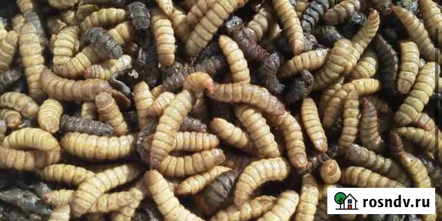 Корма для животных Орск - изображение 1