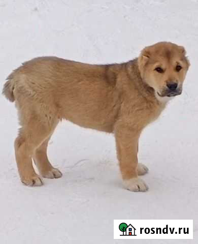 Щенки сао (алабай) Александров - изображение 1