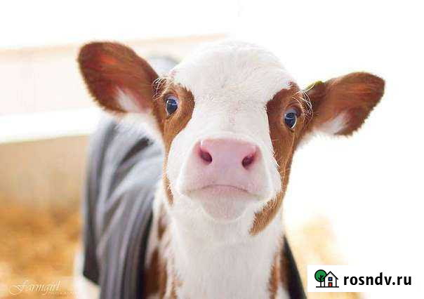 Ветеринарный врач крс Спасск-Рязанский - изображение 1