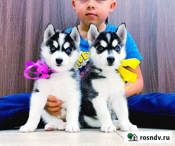 Хаски Шикарные Щенки (разные окрасы) Улан-Удэ - изображение 1