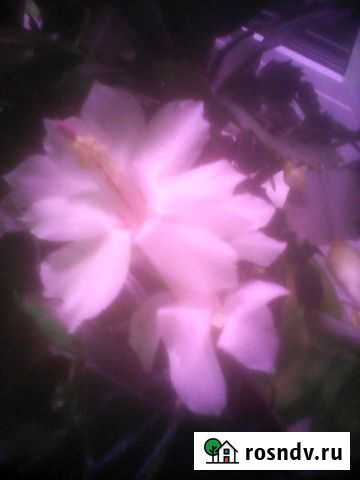 Декабрист белый и др Кемерово - изображение 1