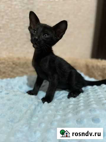 Ориентальные котята (коты грузины) Крымск - изображение 1