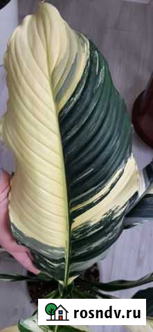 Спатифиллум Sunny Sails variegated Благовещенск - изображение 1