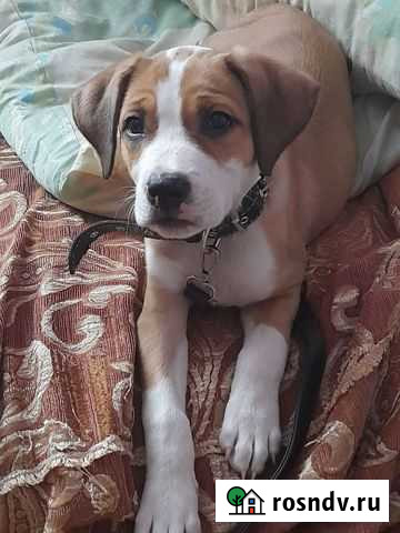 Собака Благовещенск - изображение 1