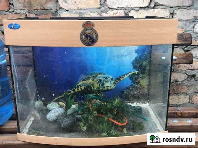 Аквариум Новочеркасск - изображение 1