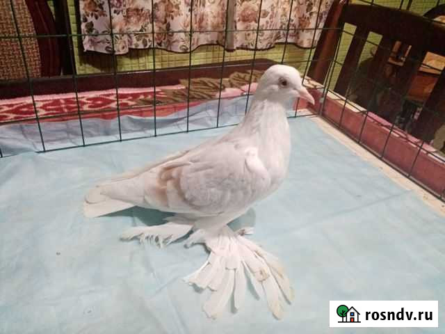 Голуби.Чистые Москва - изображение 1
