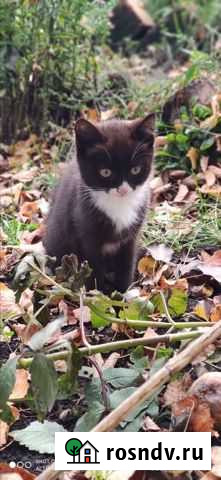 Отдам в добрые руки кошечку и котяток Курск - изображение 1