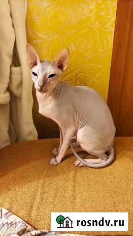 Котята донского сфинкса Пермь - изображение 1