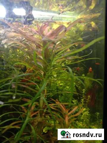 Аквариумные растения, креветки Саранск - изображение 1