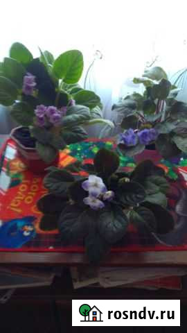 Фиалки в ассотрименте Мурманск - изображение 1