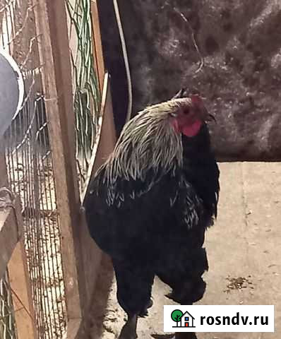 Петух серебристочёрный Маран Кинель-Черкассы - изображение 1