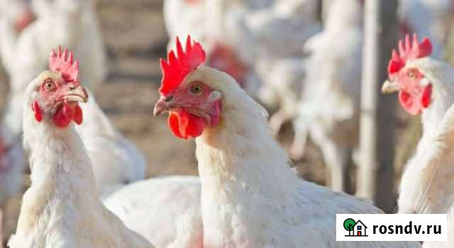 Куры несушки Новоомский - изображение 1