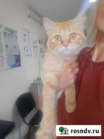 Рыжая стерилизованная красавица Уфа - изображение 1