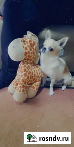 Ищем подружку Минусинск - изображение 1