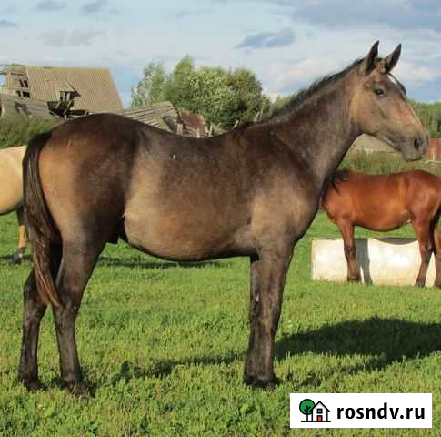 Орловский жеребец Подольск - изображение 1