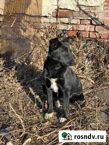 Щенок в добрые руки бесплатно Рассказово - изображение 1