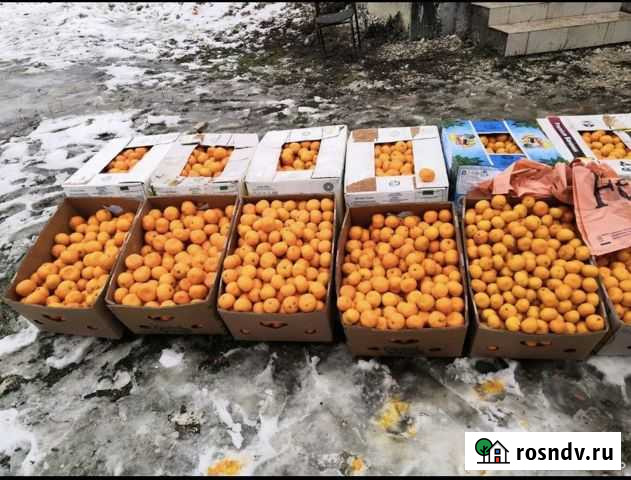 Мандарины оптом Новороссийск - изображение 1