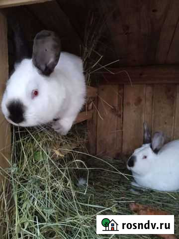 Кролики калифорнийские и новозеландские Середка - изображение 1