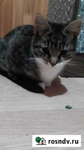 Домашние котята Подольск - изображение 1