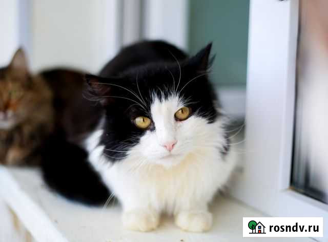 Отдам кота Муром - изображение 1