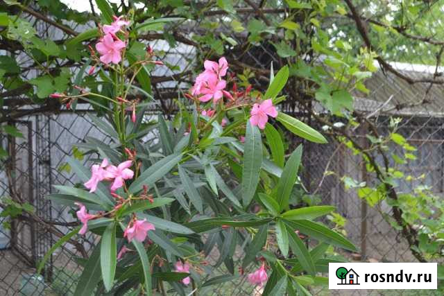 Олеандр Краснооктябрьский - изображение 1