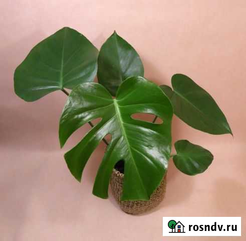 Монстера Нижний Тагил - изображение 1