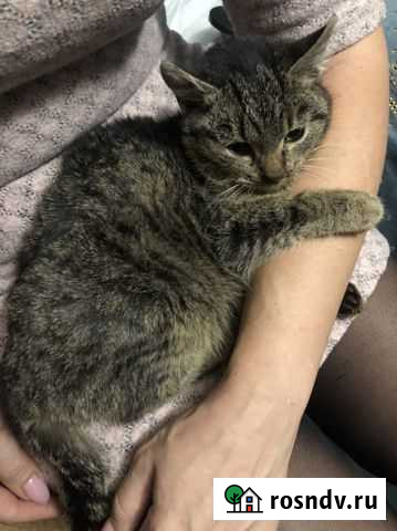 Котята в добрые руки бесплатно, к лотку приучены Саратов - изображение 1