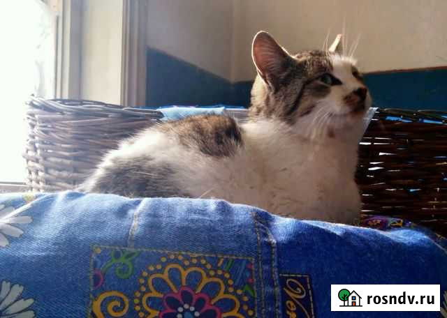 Трехцветная кошка ищет дом Волгодонск - изображение 1