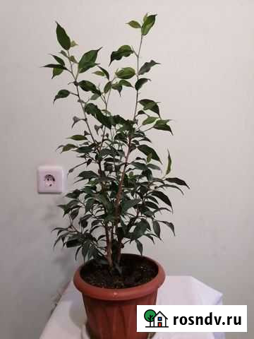 Фикус бенджамина Мурино - изображение 1