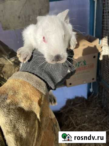 Кролики породы калифорниец. (2 месяца) Благовещенск - изображение 1