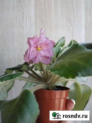 Сортовые фиалки Хабаровск - изображение 1