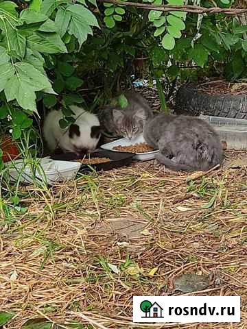 Котятки бесплатно Тамбов - изображение 1