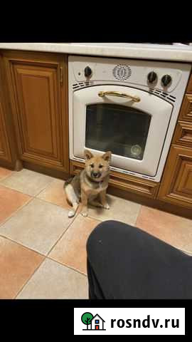 Духовой шкаф и варочная поверхность Тверь - изображение 1