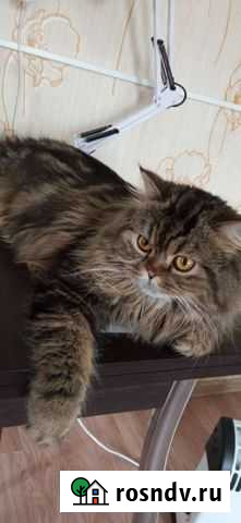 Шотланский кот вязка Иваново - изображение 1