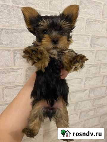 Йоркширский терьер Ижевск - изображение 1