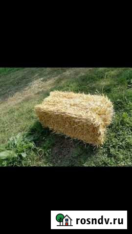 Солома ячменна с доставкой Сальск - изображение 1