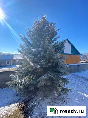 Голубая ель Дылым - изображение 1