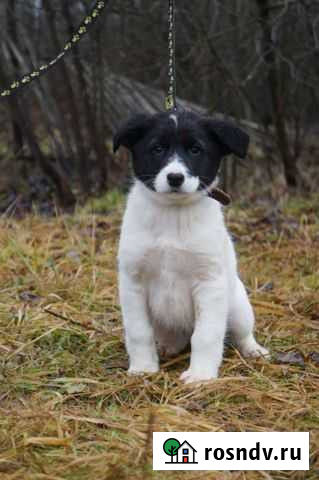 Таечка, щенок 3х месяцев ищет дом Обнинск - изображение 1