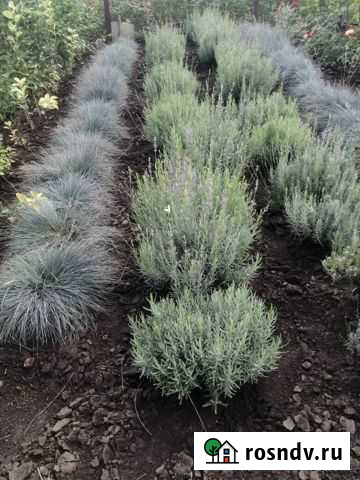 Саженцы лаванды и овсянницы Пенза - изображение 1