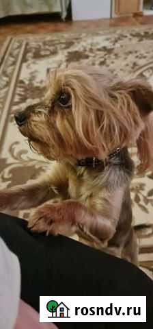 Йоркширский терьер Бостон Жофрей ждёт подружку Боголюбово - изображение 1