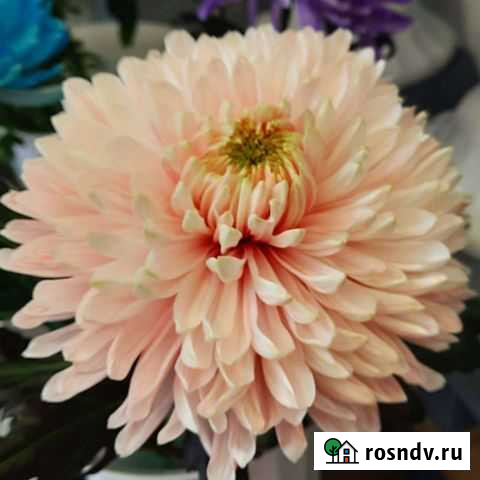 Цветы Кемерово - изображение 1