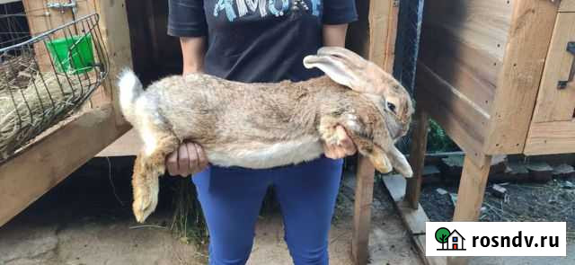 Кролики (великан и бургундские) Кашира - изображение 1