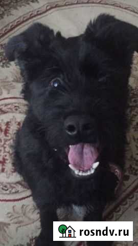 Дредхар с немецкой в добрые руки Омск - изображение 1